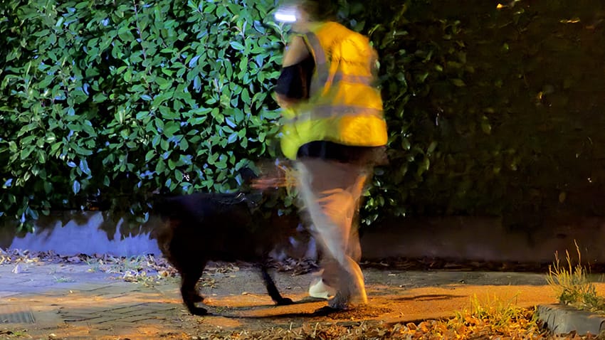 Gara di Mantrailing sportivo: binomio attraversa un contesto urbano notturno alla ricerca della persona figurante. Gara di Mantrailing sportivo: binomio attraversa un contesto urbano notturno alla ricerca della persona figurante.