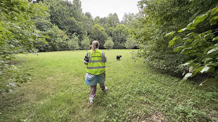 Conduttore e cane seguono una traccia olfattiva in area verde, momento di allenamento di Mantrailing Conduttore e cane seguono una traccia olfattiva in area verde, momento di allenamento di Mantrailing